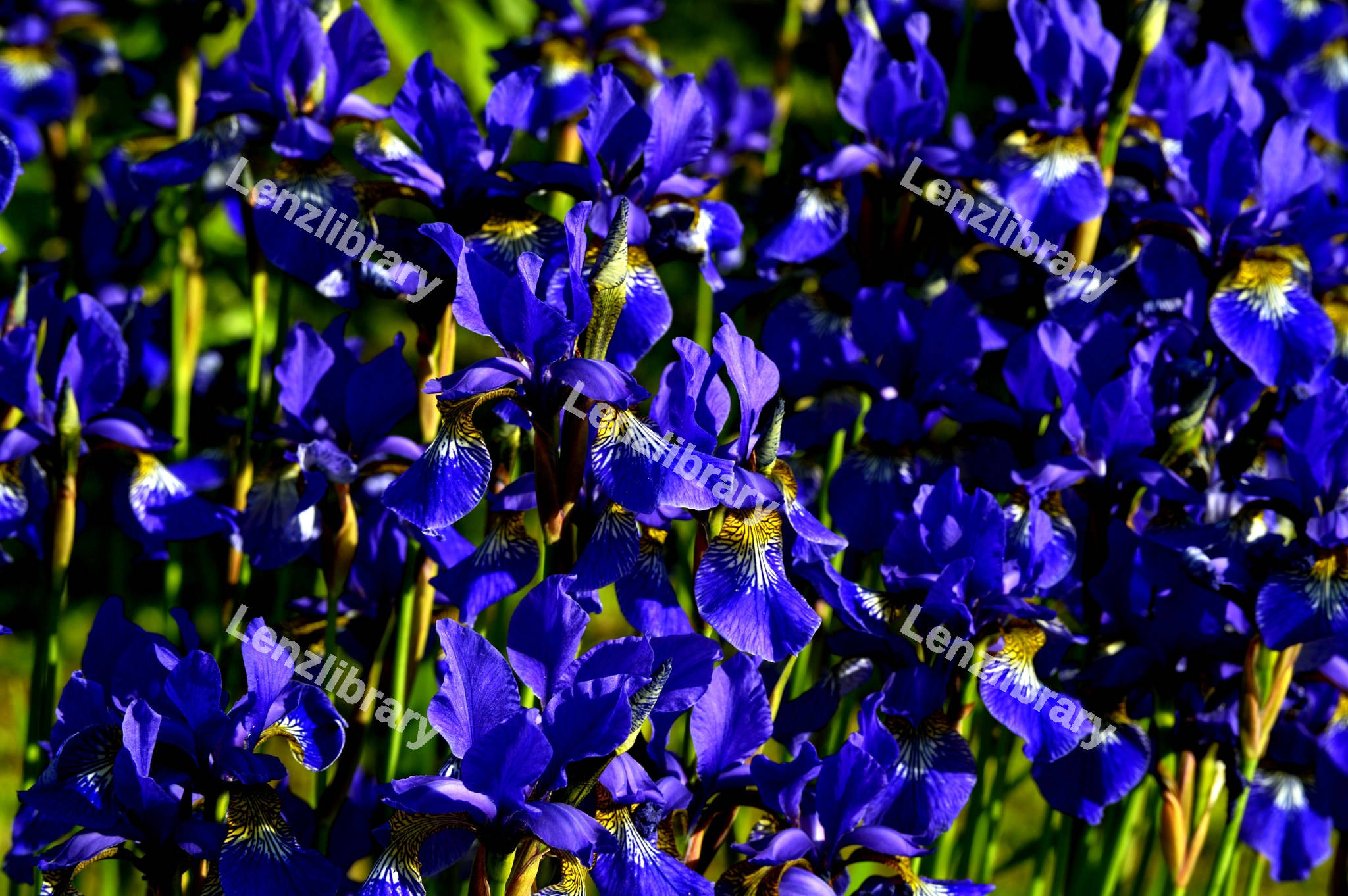 Closeup of Irises flower